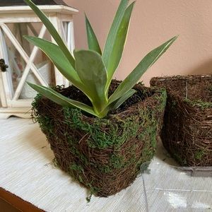 Moss Preserved Wire Baskets 2 for $8